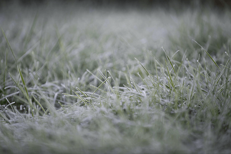 Morning frost dew grass