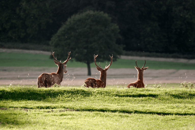 Richmond Park deer London